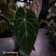 Anthurium #Astaroth