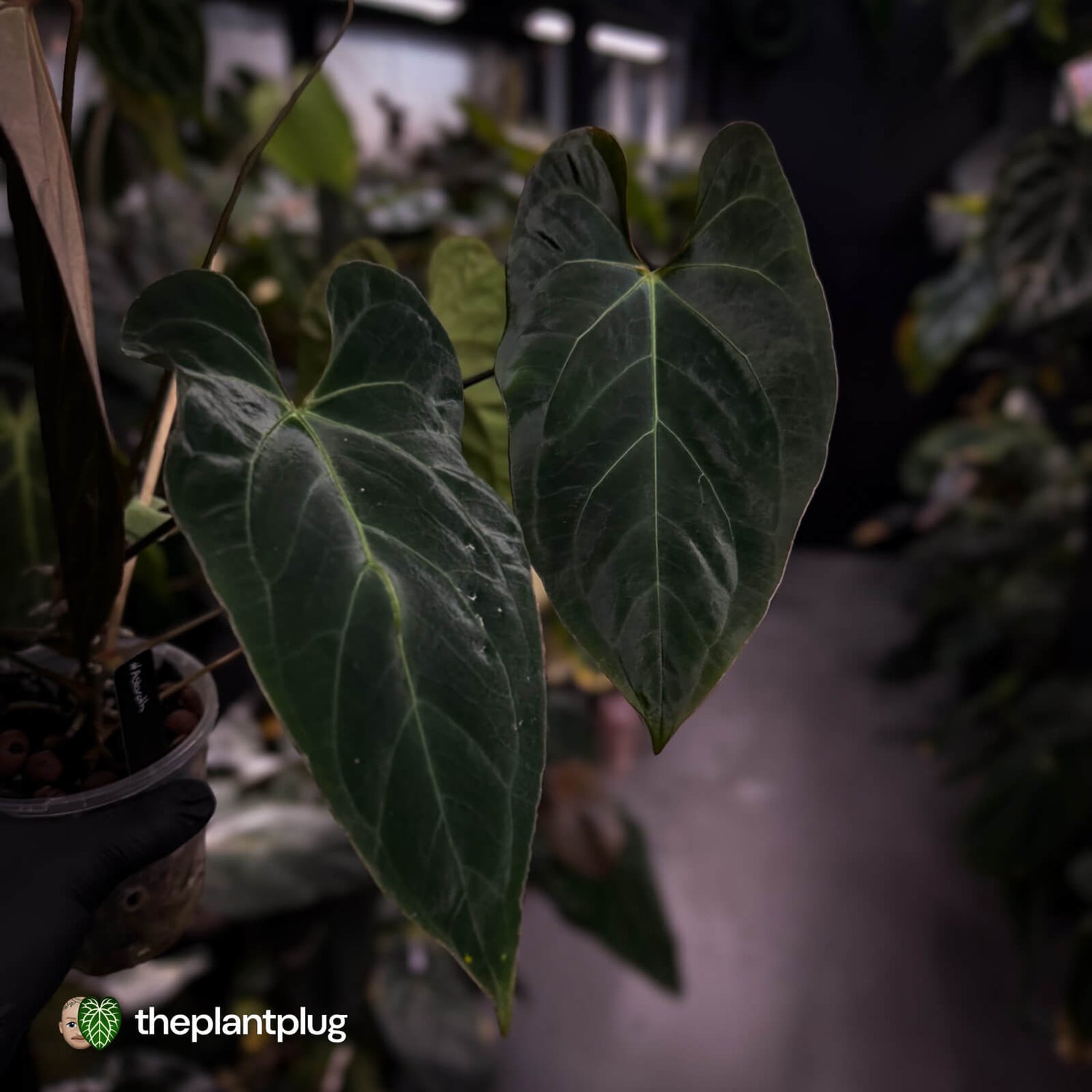 Anthurium #Astaroth