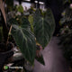 Anthurium #Astaroth