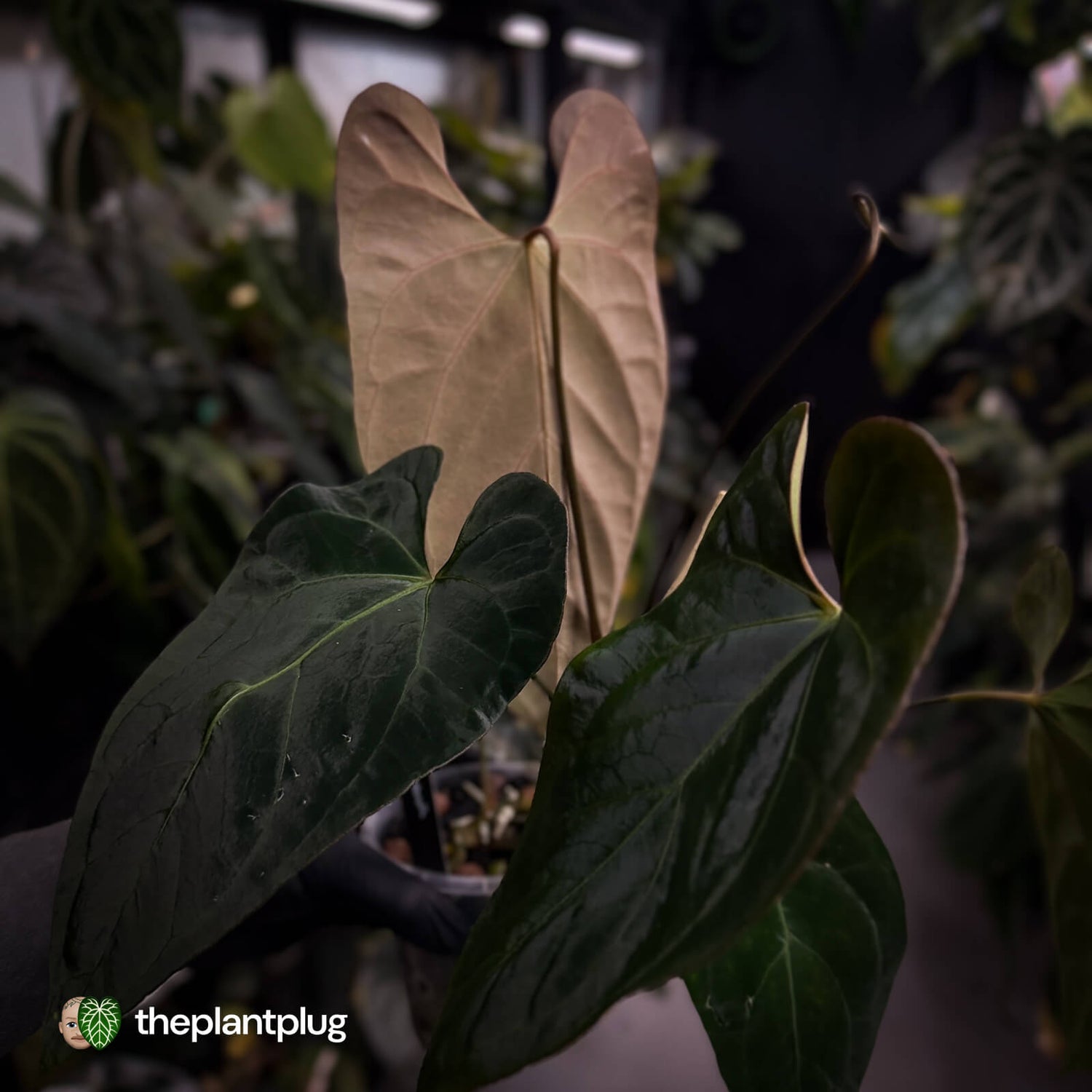 Anthurium #Astaroth