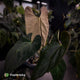 Anthurium #Astaroth