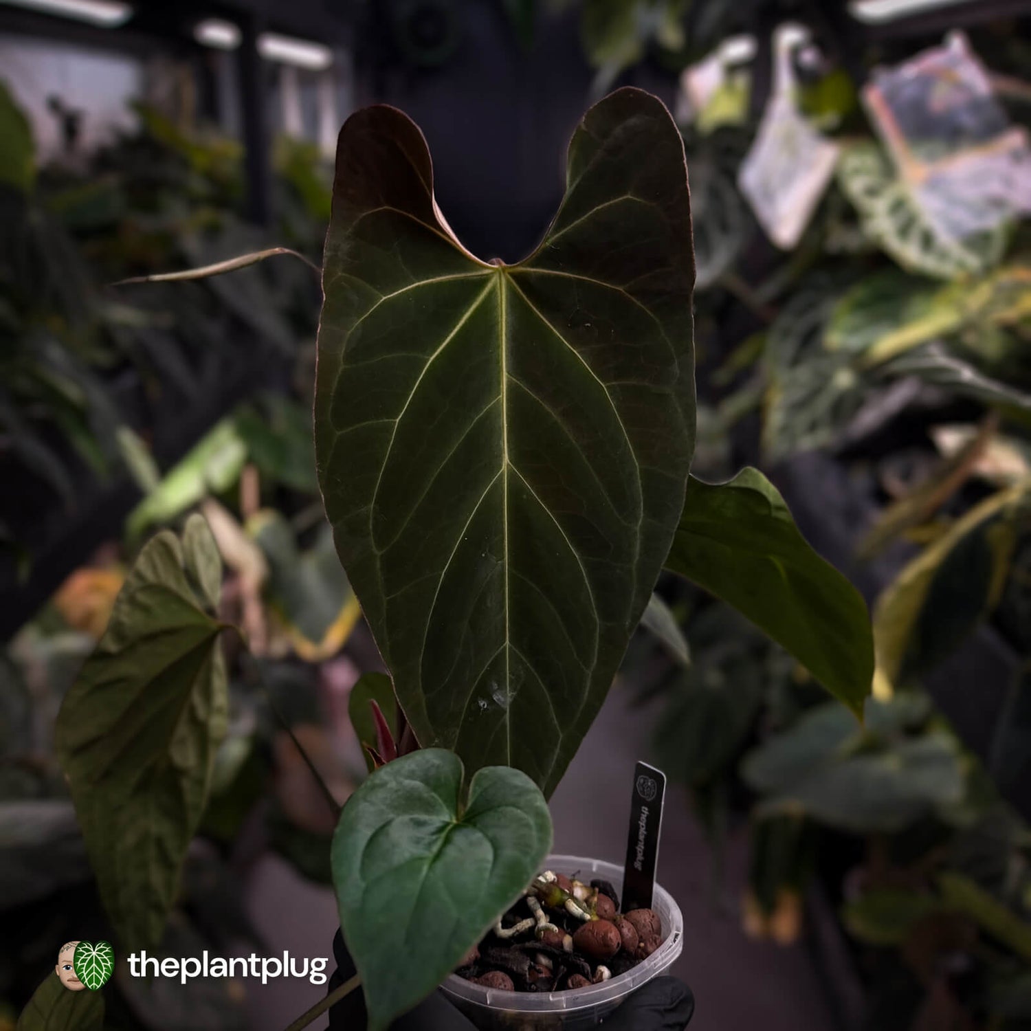 Anthurium #Astaroth