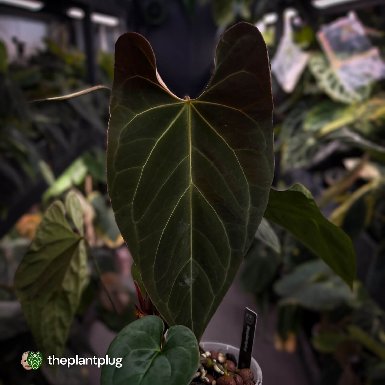 Anthurium #Astaroth