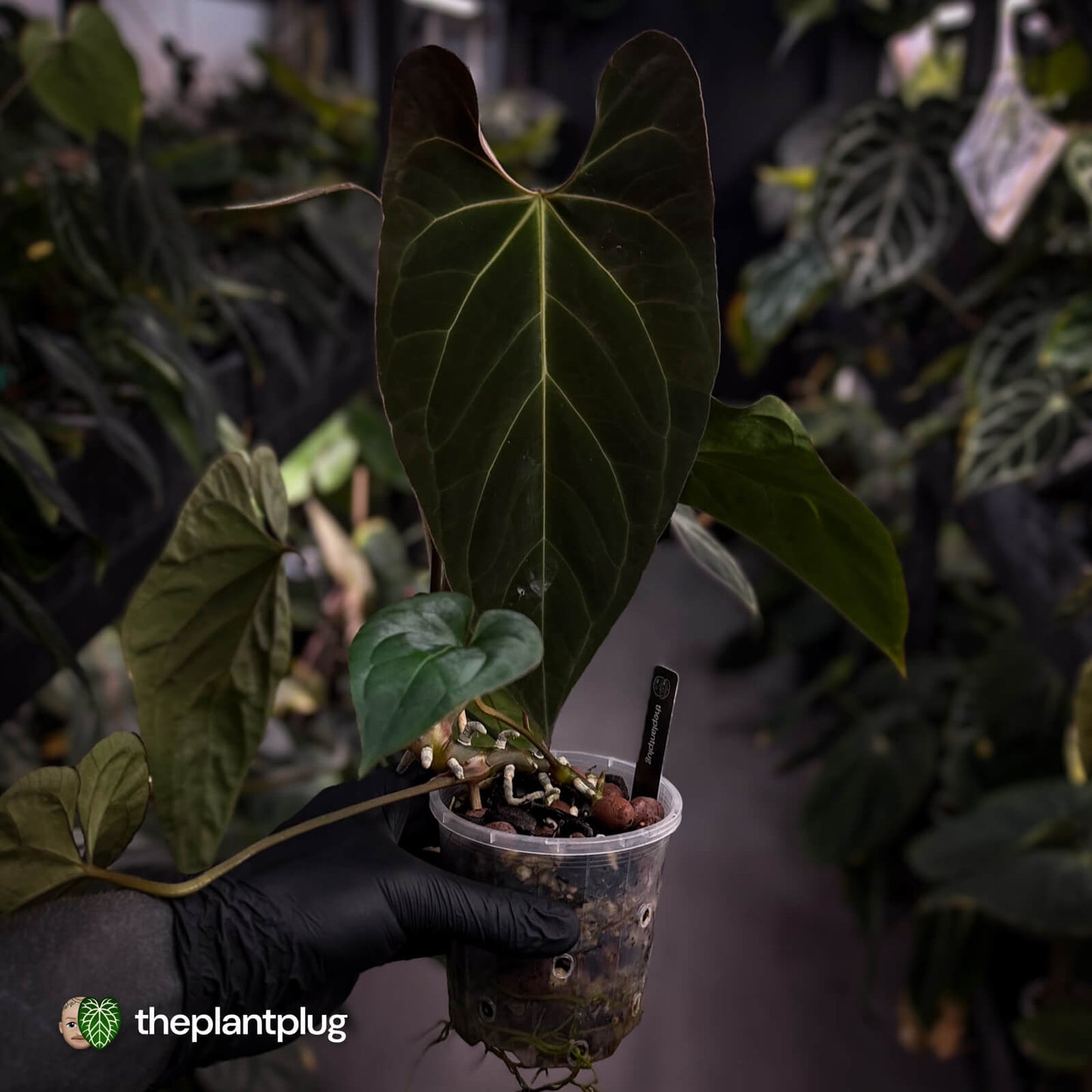 Anthurium #Astaroth