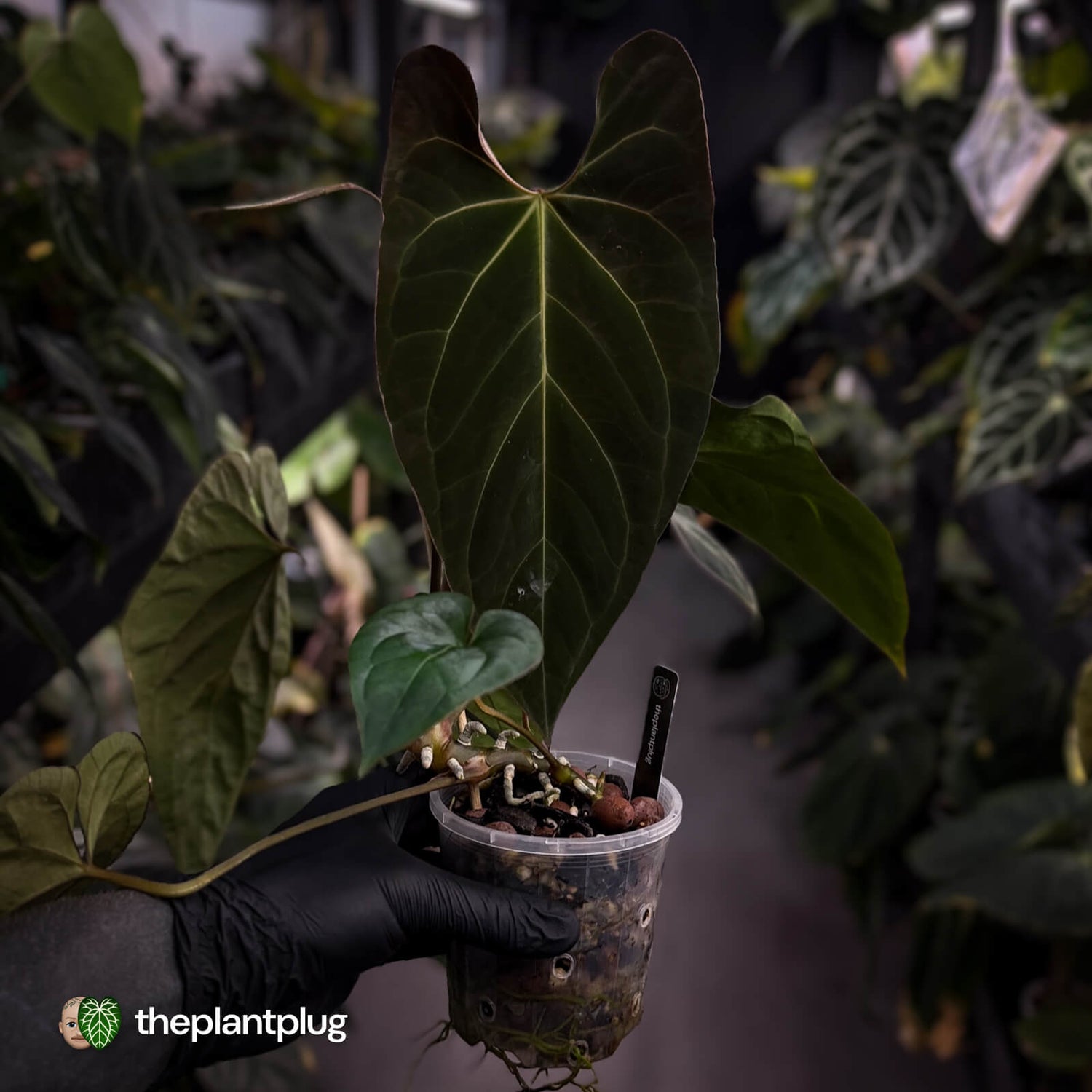 Anthurium #Astaroth