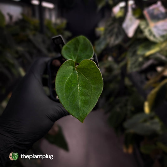 Anthurium 'HU' / 'King of Spades'