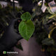 Anthurium 'HU' / 'King of Spades'