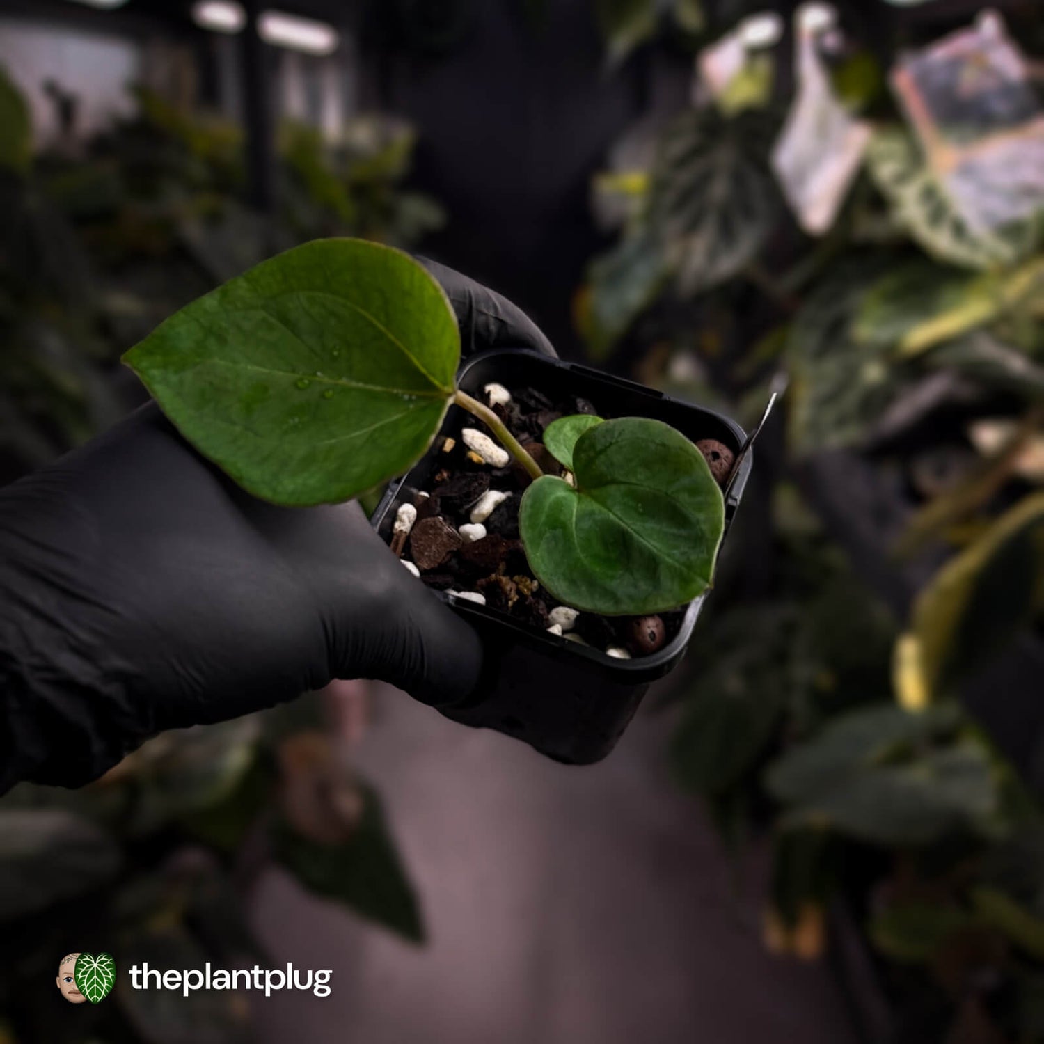 Anthurium 'HU' / 'King of Spades'