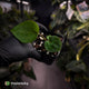 Anthurium 'HU' / 'King of Spades'