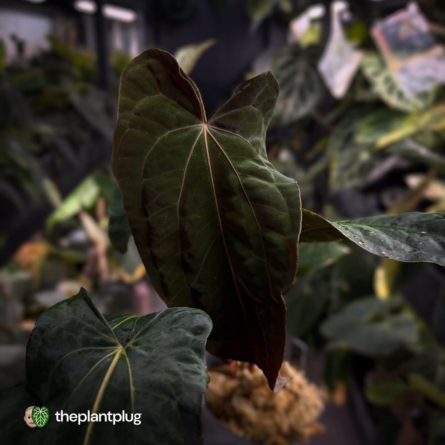 Anthurium papillilaminum 'RLFS' x 'RL' s1