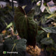 Anthurium papillilaminum 'RLFS' x 'RL' s1