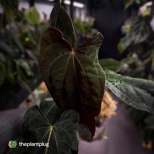 Anthurium papillilaminum 'RLFS' x 'RL' s1