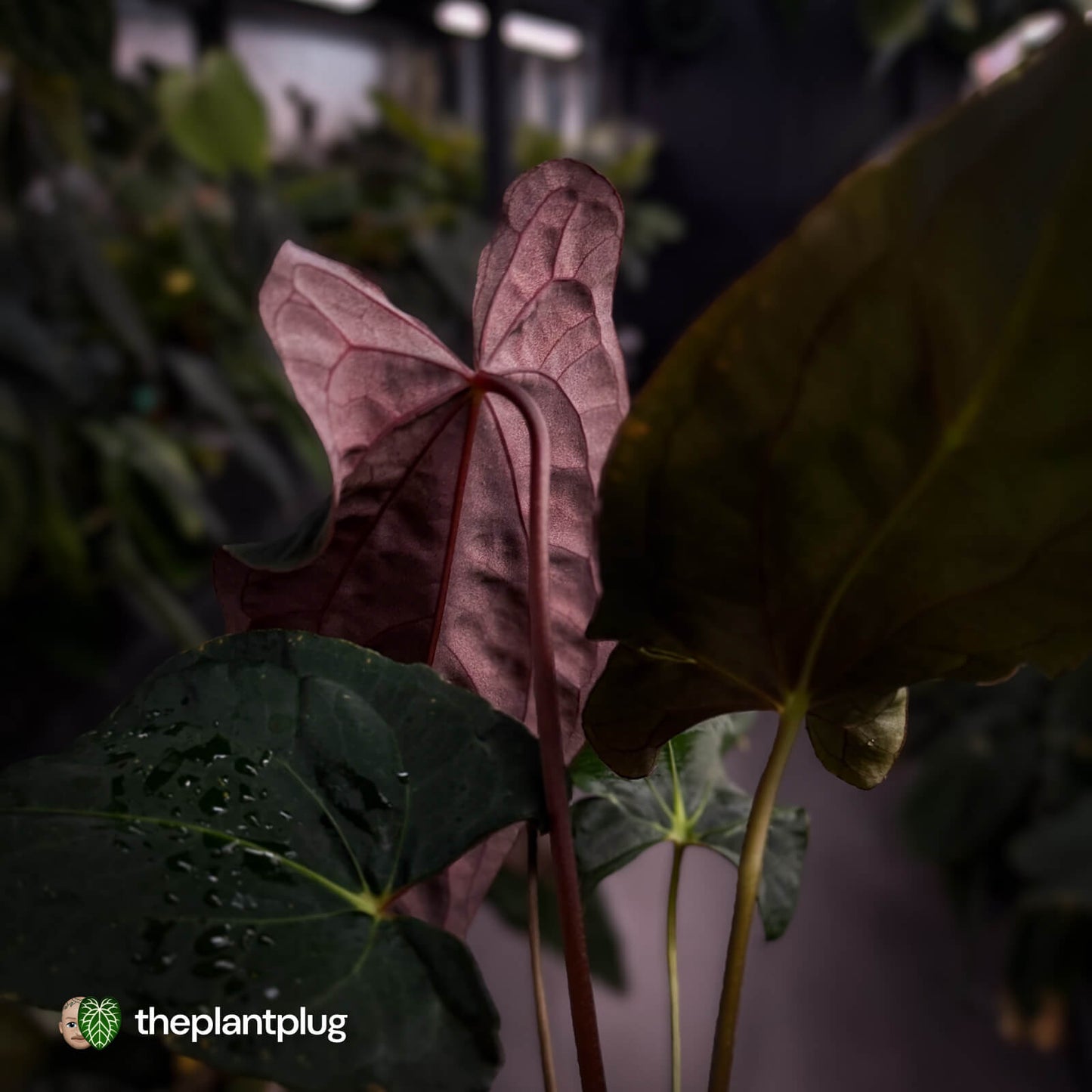 Anthurium papillilaminum 'RLFS' x 'RL' s1