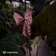 Anthurium papillilaminum 'RLFS' x 'RL' s1
