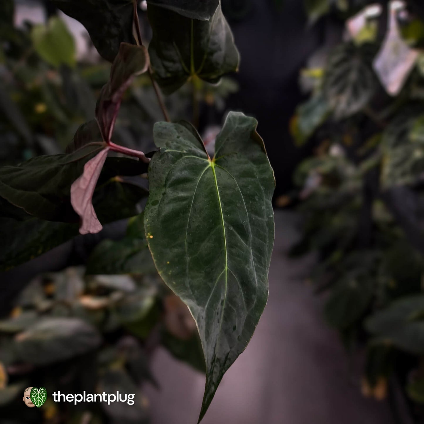 Anthurium papillilaminum 'RLFS' x 'RL' s1