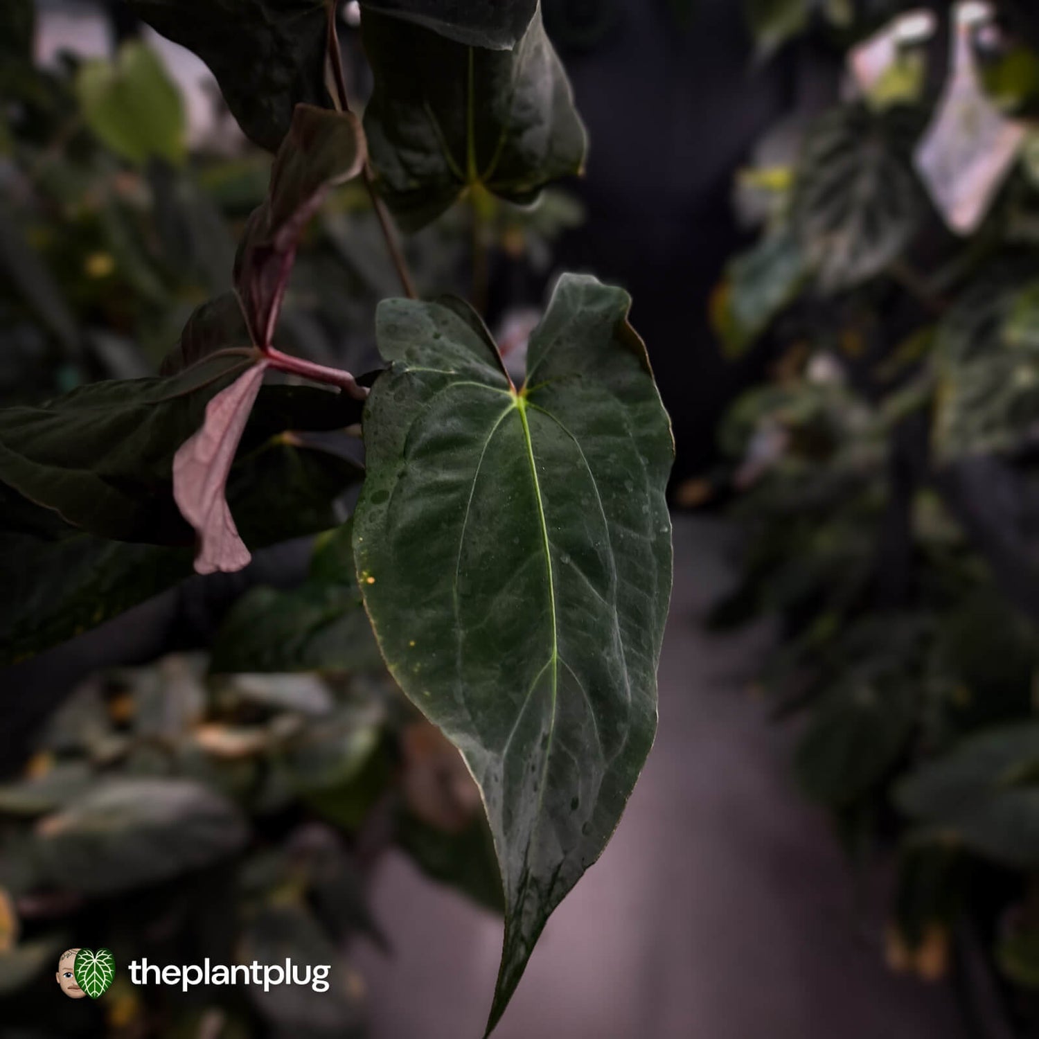 Anthurium papillilaminum 'RLFS' x 'RL' s1
