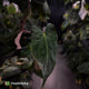 Anthurium papillilaminum 'RLFS' x 'RL' s1