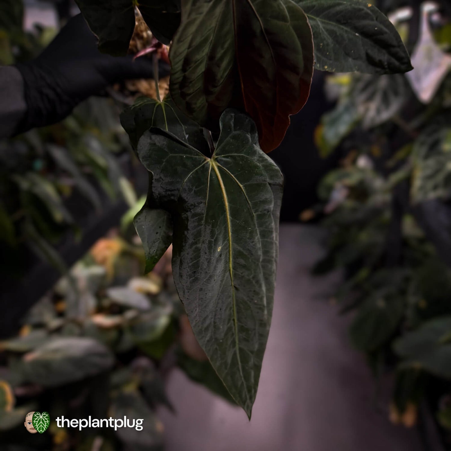 Anthurium papillilaminum 'RLFS' x 'RL' s1