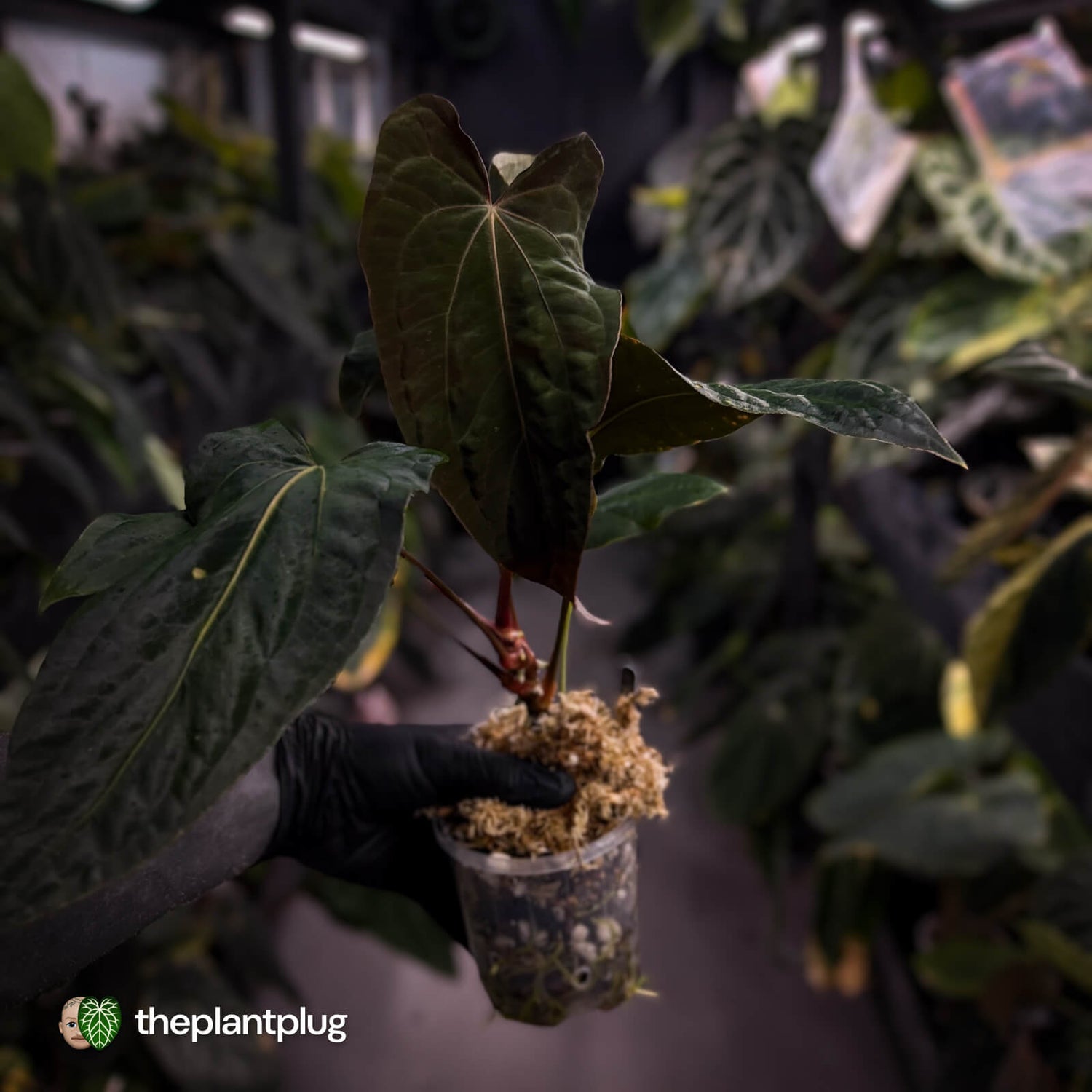 Anthurium papillilaminum 'RLFS' x 'RL' s1