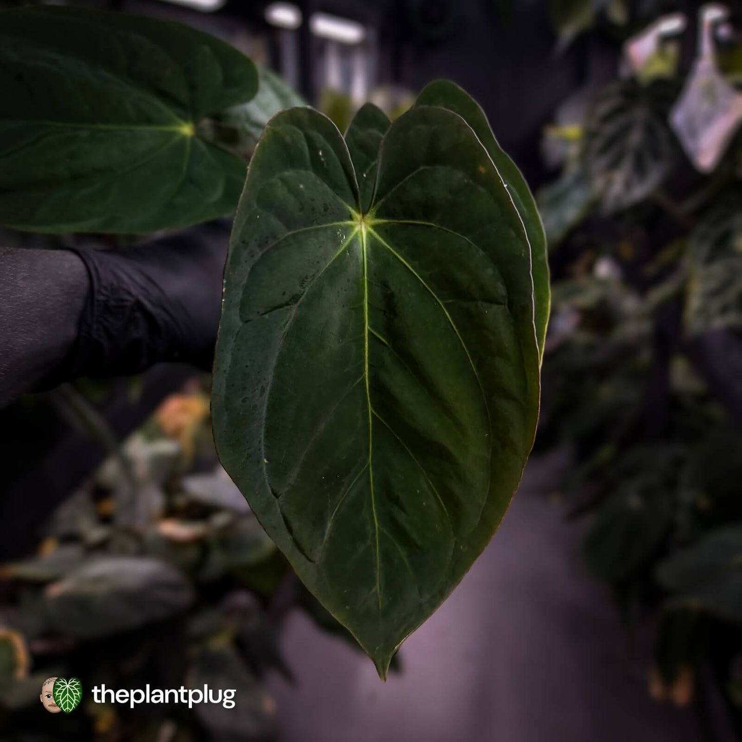 Anthurium (papillilaminum x dressleri 'Hanger line') x (antolakii 'Round' x RA1')