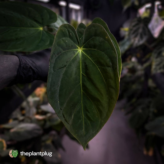Anthurium (papillilaminum x dressleri 'Hanger line') x (antolakii 'Round' x RA1')