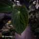 Anthurium (papillilaminum x dressleri 'Hanger line') x (antolakii 'Round' x RA1')