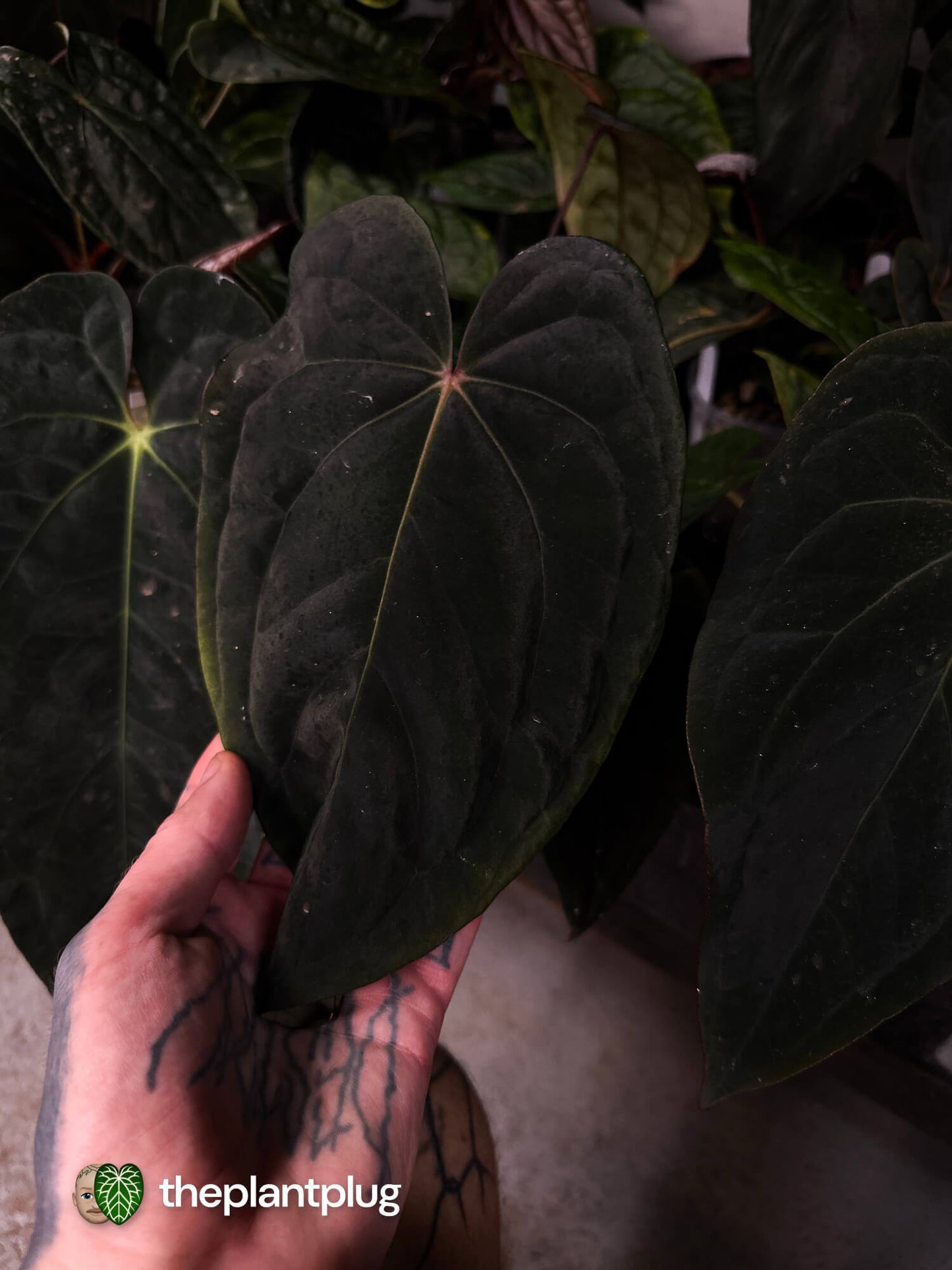 Anthurium pap dress x MV RVDP • germinated seeds