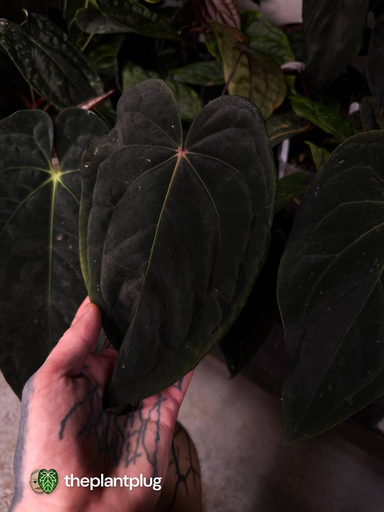 Anthurium pap dress x MV RVDP • germinated seeds