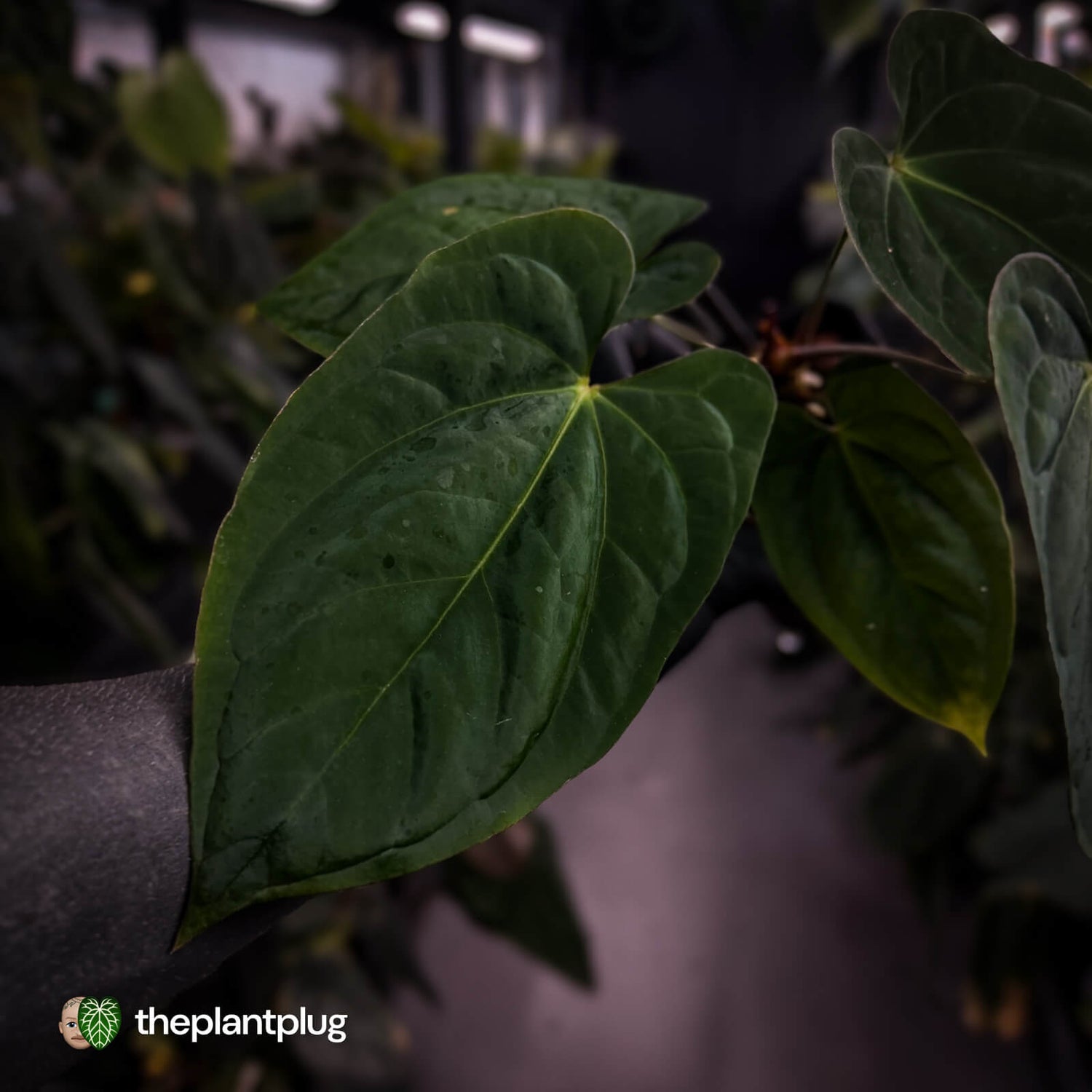Anthurium (papillilaminum x dressleri 'Hanger line') x (antolakii 'Round' x RA1')