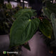 Anthurium (papillilaminum x dressleri 'Hanger line') x (antolakii 'Round' x RA1')