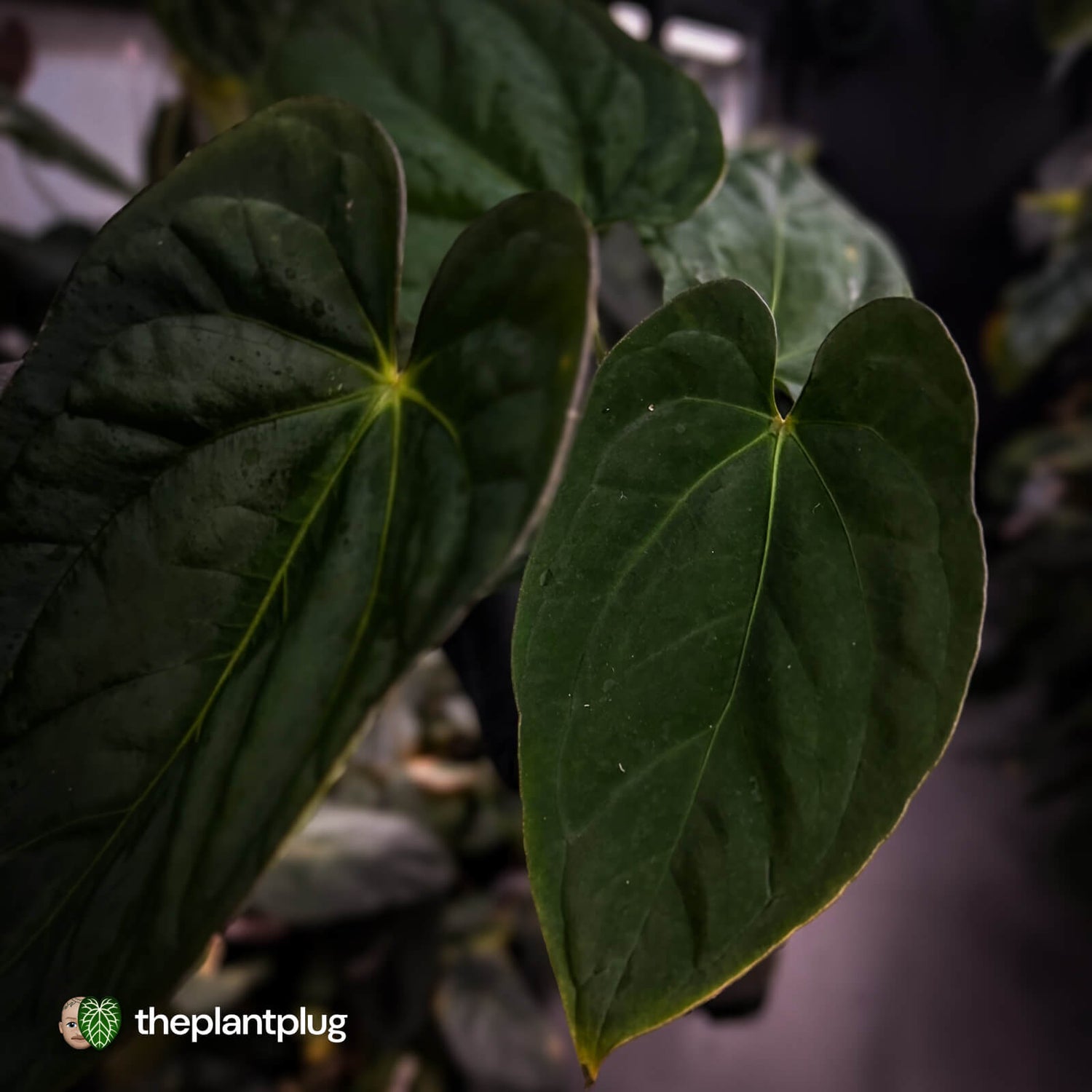 Anthurium (papillilaminum x dressleri 'Hanger line') x (antolakii 'Round' x RA1')