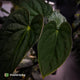 Anthurium (papillilaminum x dressleri 'Hanger line') x (antolakii 'Round' x RA1')