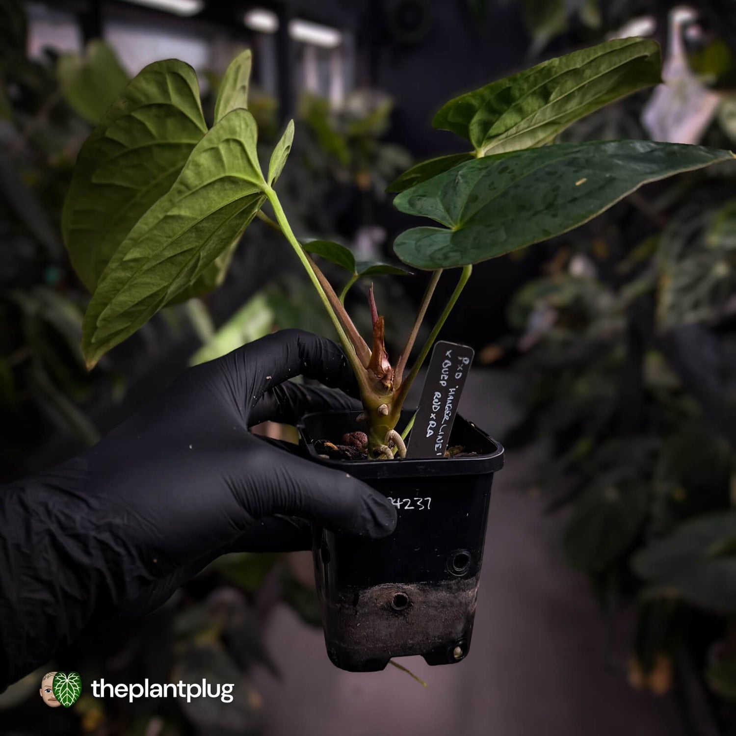 Anthurium (papillilaminum x dressleri 'Hanger line') x (antolakii 'Round' x RA1')