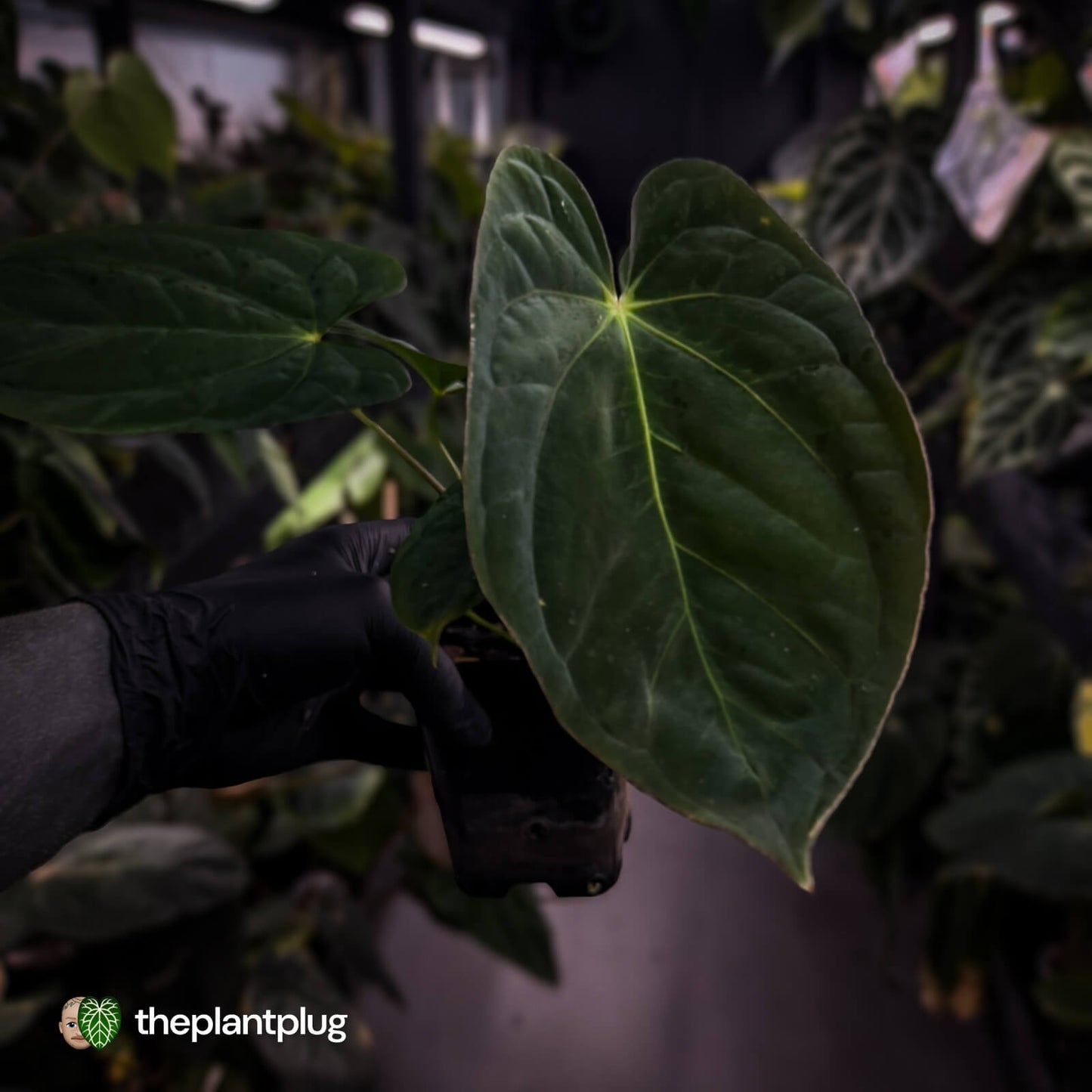 Anthurium (papillilaminum x dressleri 'Hanger line') x (antolakii 'Round' x RA1')