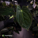 Anthurium (papillilaminum x dressleri 'Hanger line') x (antolakii 'Round' x RA1')