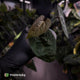 Anthurium 'Ace of Spades' (ex. Tezula) f2 • select clone