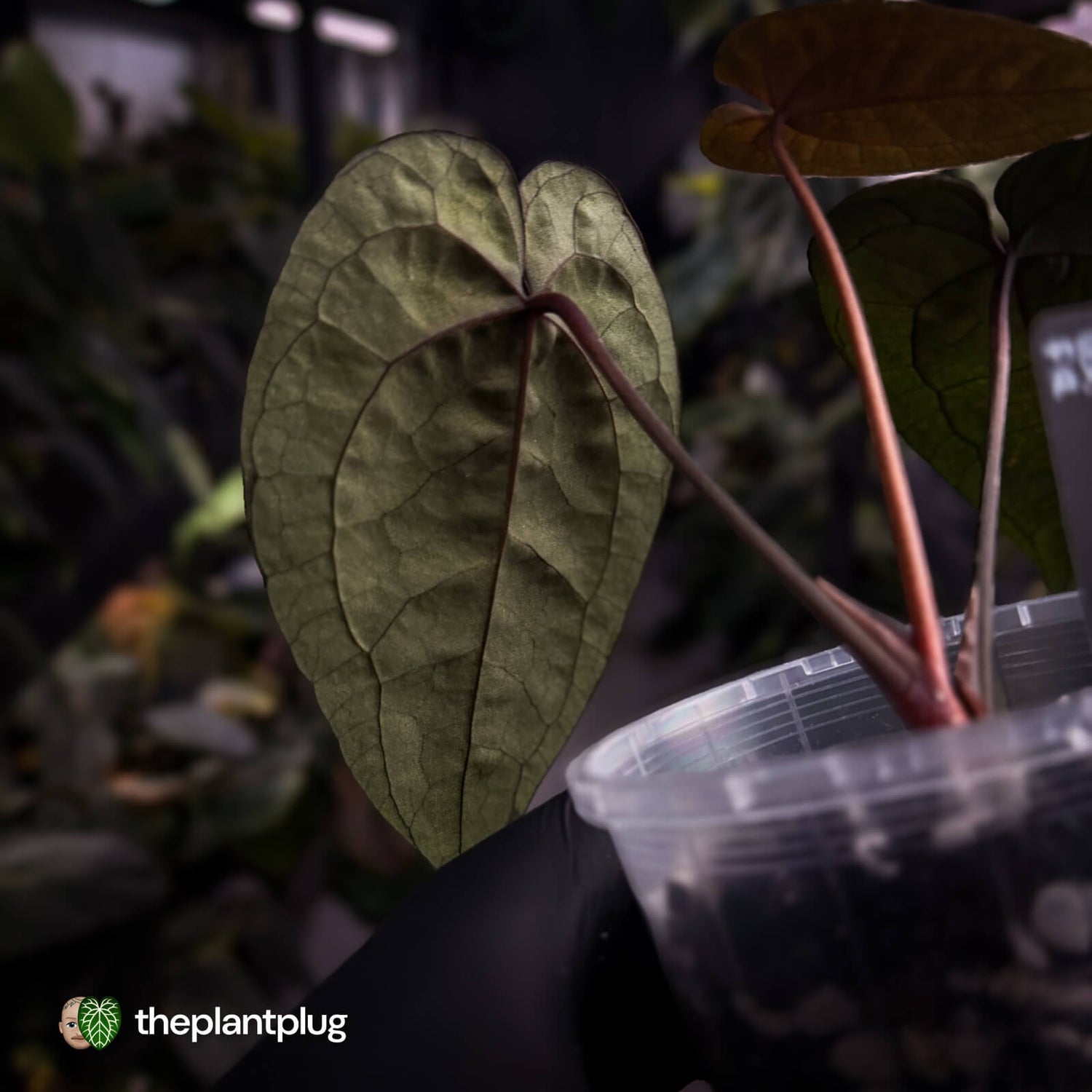 Anthurium 'Ace of Spades' (ex. Tezula) f2 • select clone