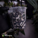 Anthurium 'Ace of Spades' (ex. Tezula) f2 • select clone