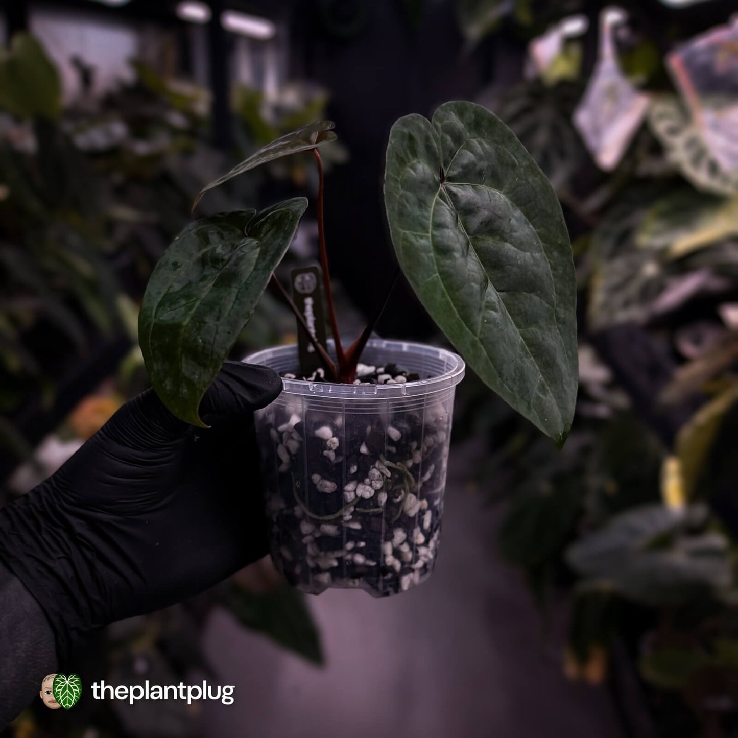 Anthurium 'Ace of Spades' (ex. Tezula) f2 • select clone