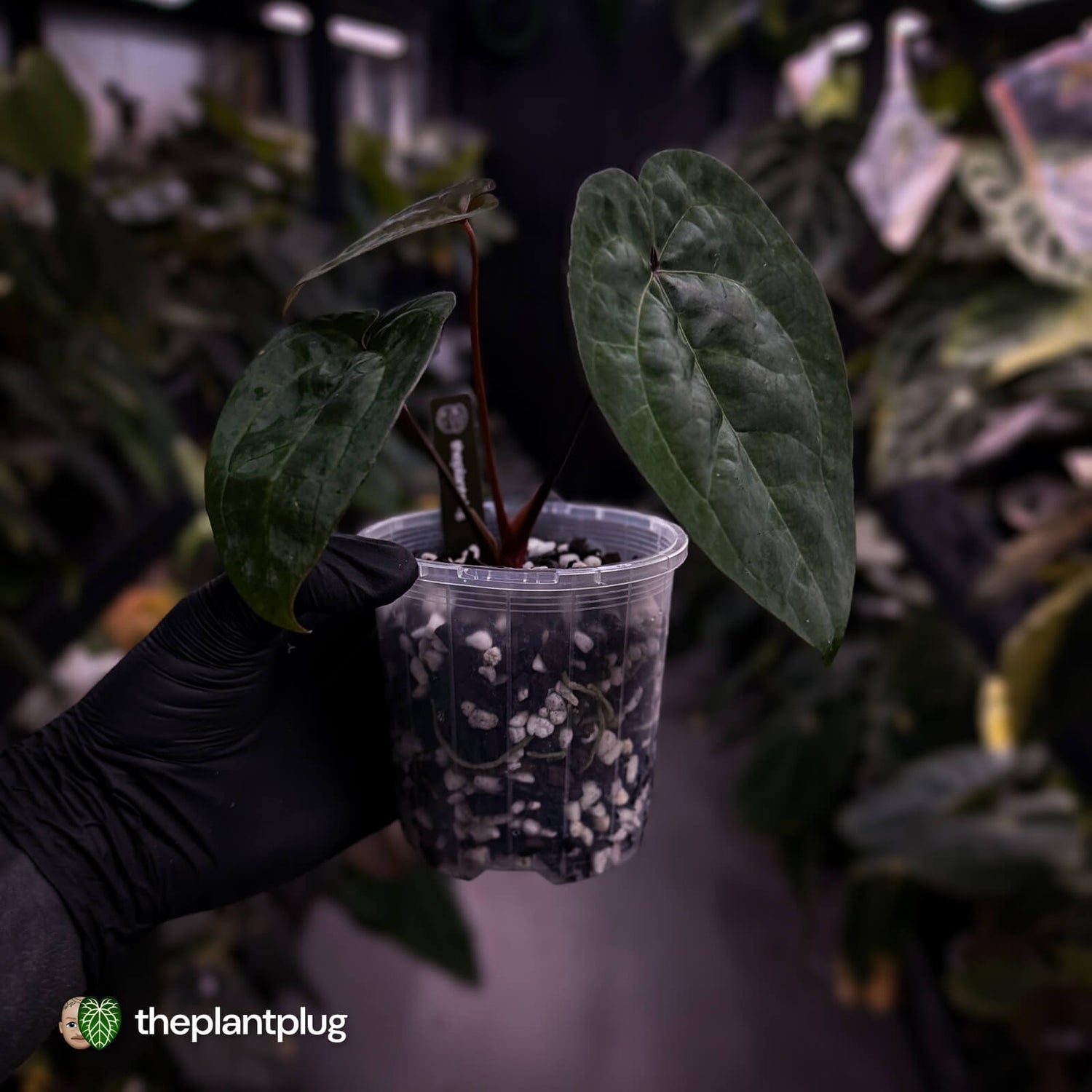 Anthurium 'Ace of Spades' (ex. Tezula) f2 • select clone