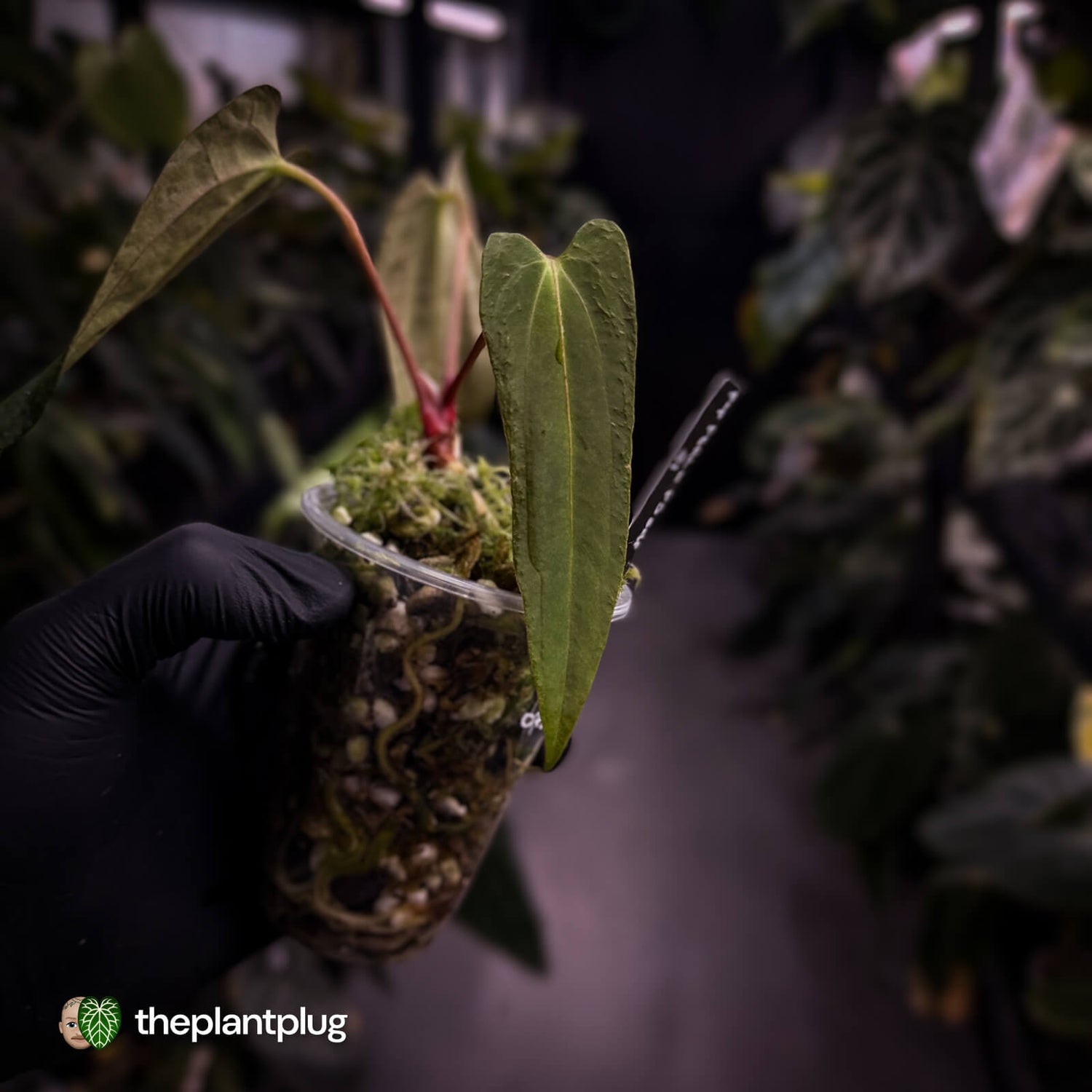 Anthurium papillilaminum ('FSRL' x 'FS' s1) s1 • dagger clone
