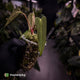 Anthurium papillilaminum ('FSRL' x 'FS' s1) s1 • dagger clone