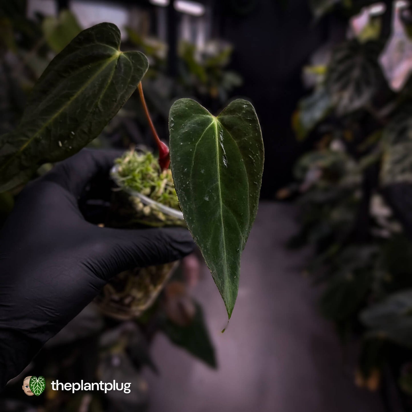 Anthurium papillilaminum ('FSRL' x 'FS' s1) s1 • dagger clone