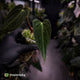 Anthurium papillilaminum ('FSRL' x 'FS' s1) s1 • dagger clone