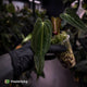 Anthurium papillilaminum ('FSRL' x 'FS' s1) s1 • dagger clone