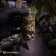 Anthurium papillilaminum ('FSRL' x 'FS' s1) s1 • dagger clone
