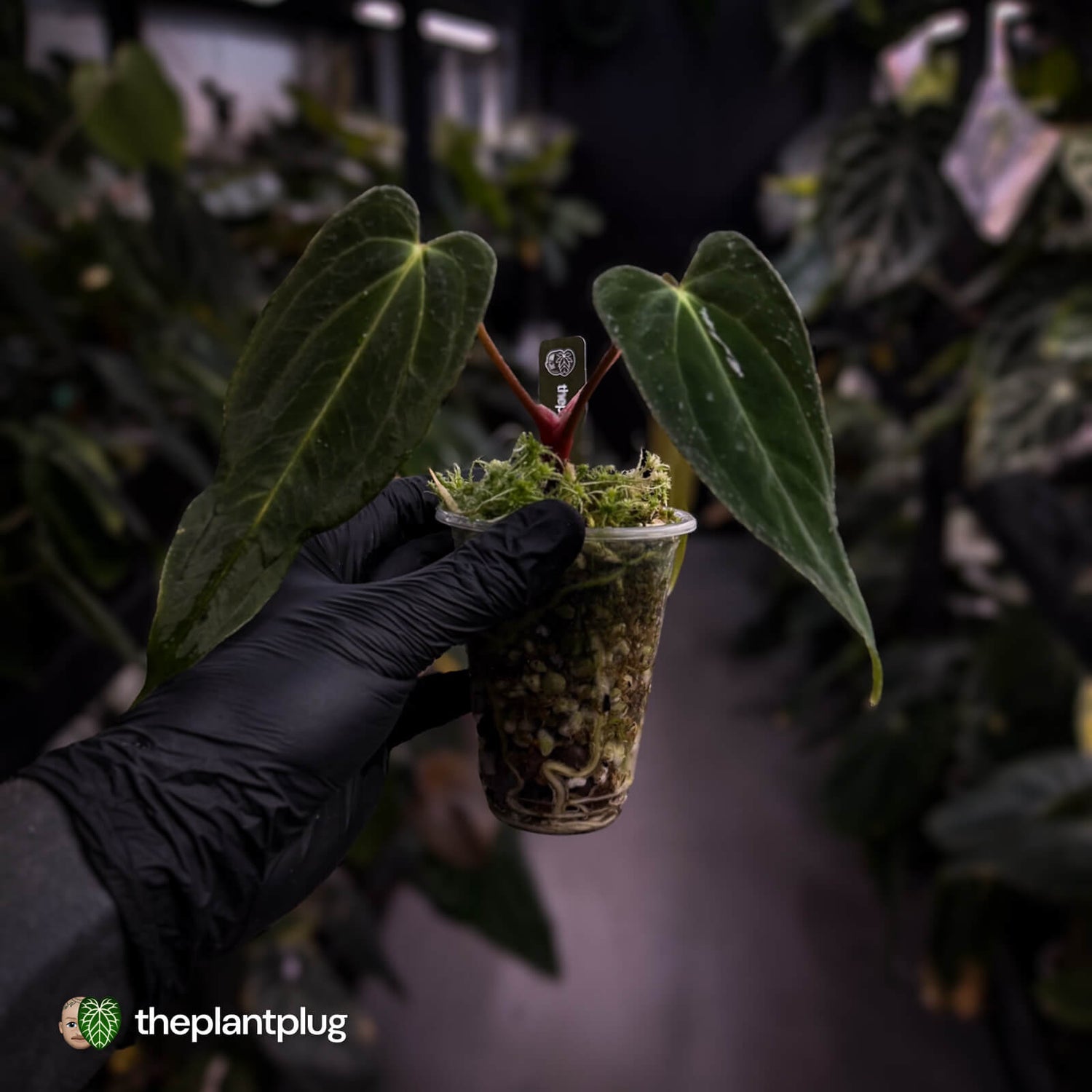 Anthurium papillilaminum ('FSRL' x 'FS' s1) s1 • dagger clone