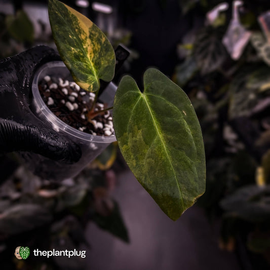 Anthurium papillilaminum x dressleri f2 • variegated