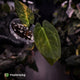 Anthurium papillilaminum x dressleri f2 • variegated