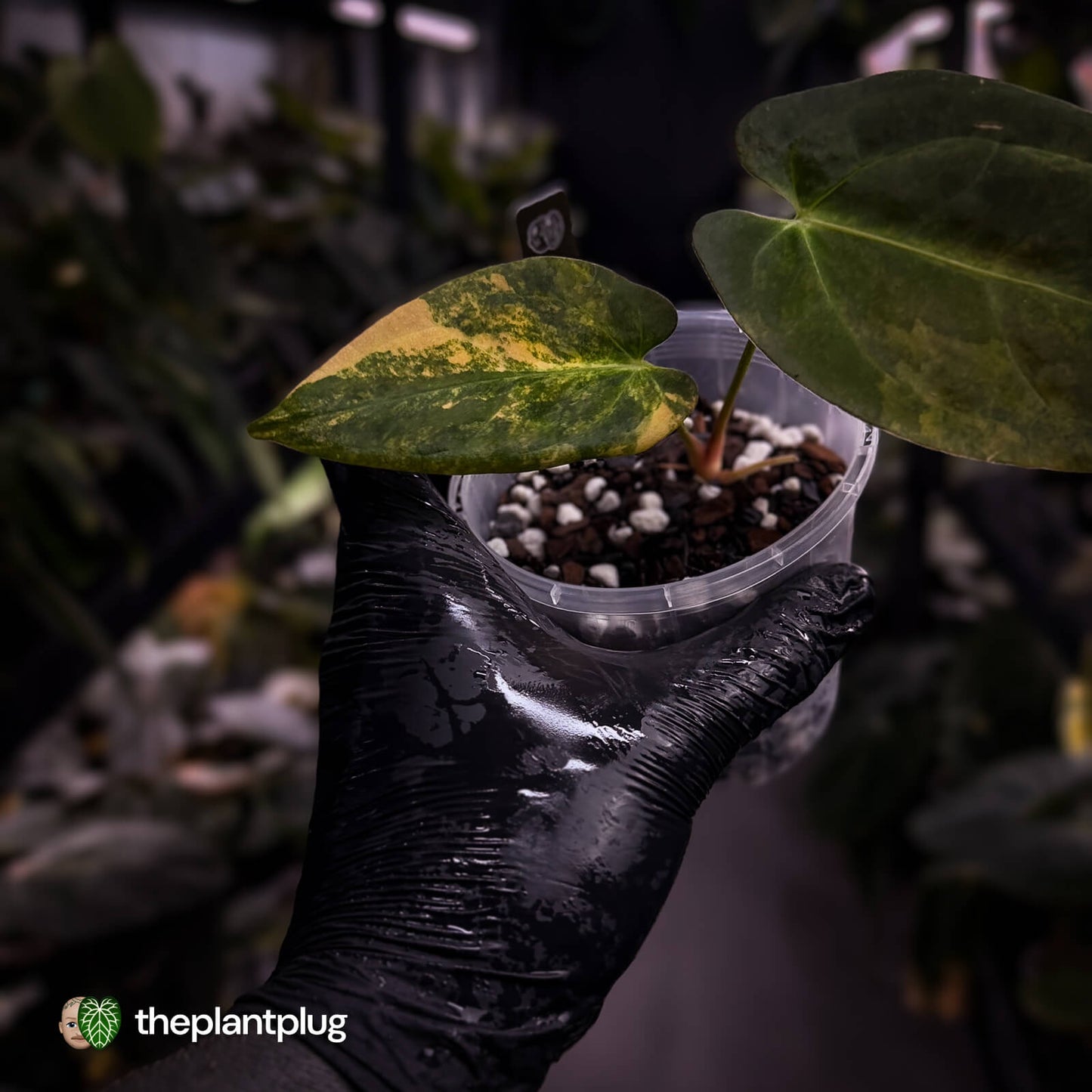 Anthurium papillilaminum x dressleri f2 • variegated
